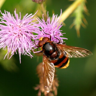 Hornet mimic hoverfly #1