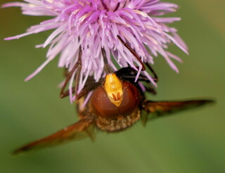 Hornet mimic hoverfly #2