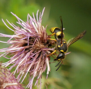 Potter wasp #2