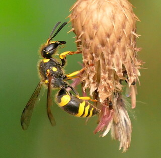 Potter wasp #3