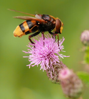 Hornet mimic hoverfly #3