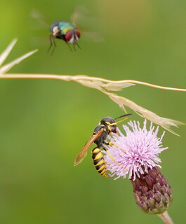 Beewolf and incoming bluebottle