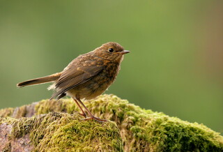 Young robin