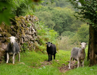 Lakeland sheep