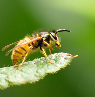 Wasp close-up