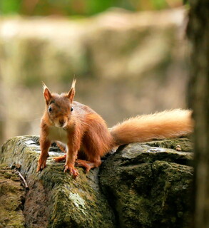 Red squirrel