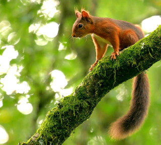 Red squirrel 2