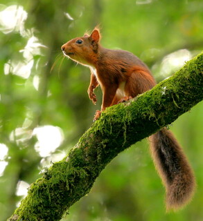 Red squirrel 3