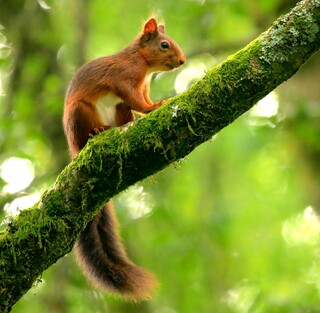 Red squirrel 4