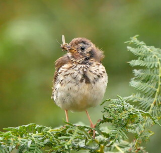 Young meadow pipit with elevenses