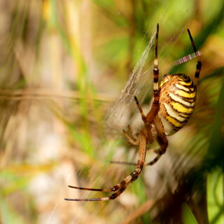 Wasp spider