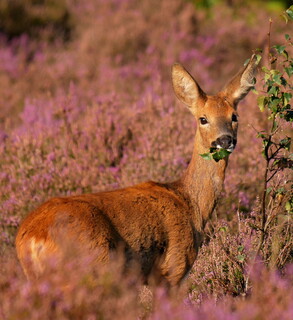 Hungry roe deer in heather