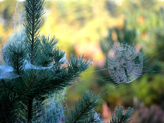 Various dewy spiders' webs