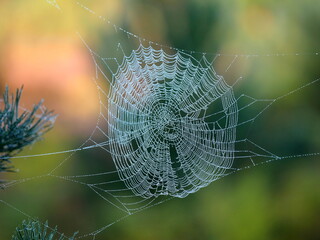 Dewy spider's web