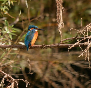 Kingfisher