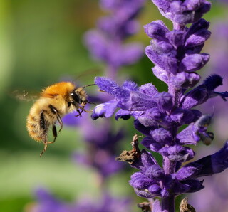 Common carder bumblebee #1