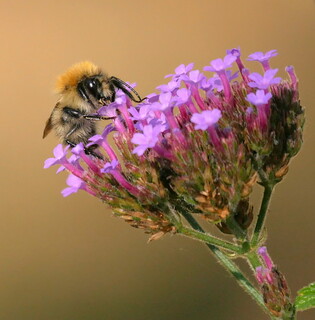 Common carder bumblebee #2