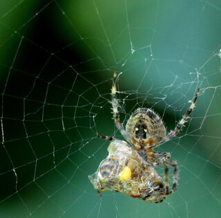 Spider with ivy bee prey