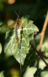Unknown dolichotimus on ivy leaf