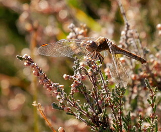 Common darter