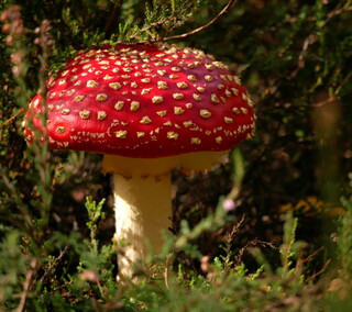Fly agaric
