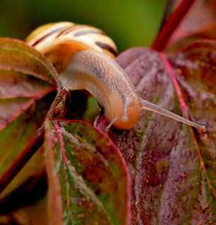Early morning snail