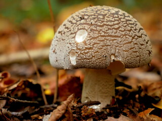 Autumn mushroom #2