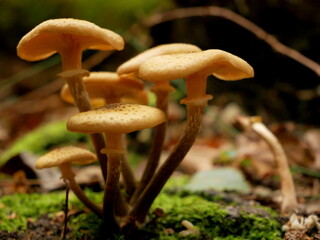 Dainty shrooms