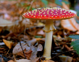 Fly agaric