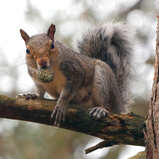 Grey squirrel with cone
