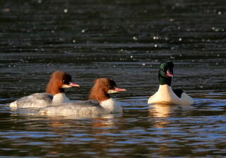 Goosanders