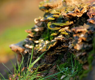Treestump fungi