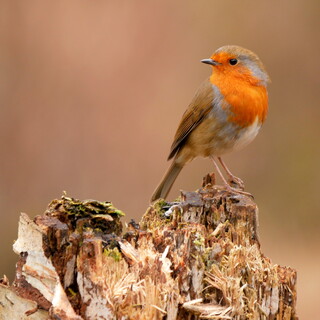Stately robin