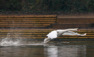 Mute swan ekranoplan