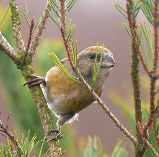 Female crossbill came to say hello
