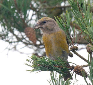 Mrs crossbill in a conifer