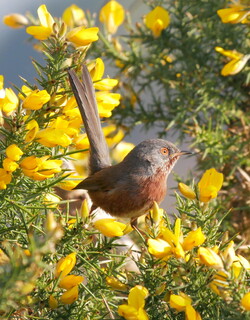 Dartford warbler in the spring gorse