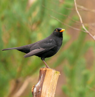 Blackbird on post