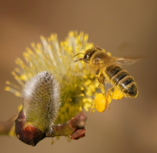 Bee with pollen baskets
