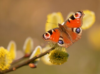 Peacock butterfly on goat willow