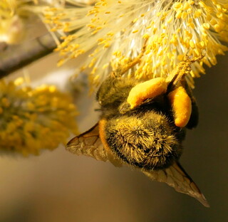 Bumblebee bum