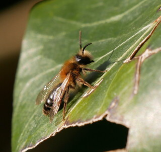Solitary bee