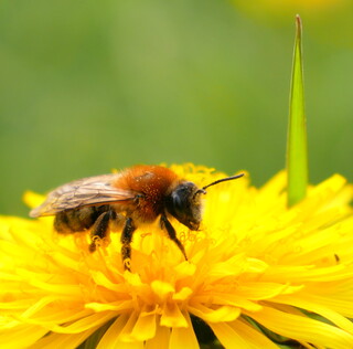 Mining bee on dandelion