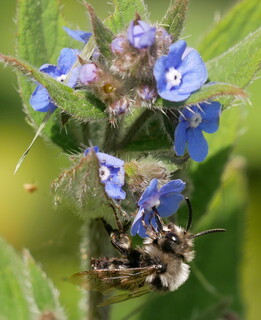 Mourning bee