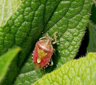 Shield bug