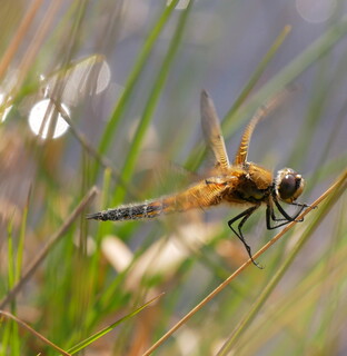 Fluttery dragonfly