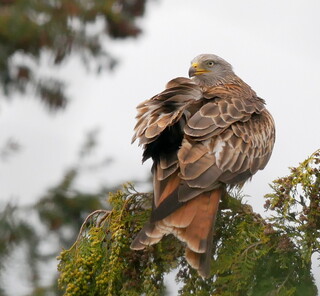 Red kite #1