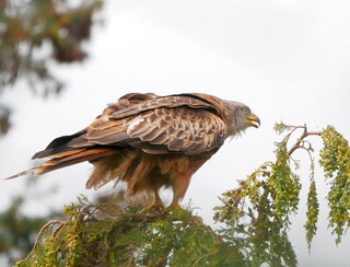 Red kite #2