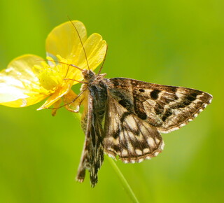 Mother Shipton moth