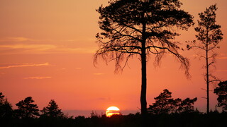Thursley sunset